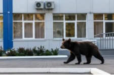 Молодой медведь пришёл к шахте «Распадская» под Междуреченском