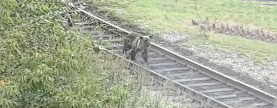 Медведи несколько дней бродят у завода в Новокузнецке: рабочие боятся ходить на смены