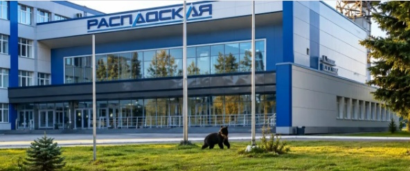 Молодой медведь пришёл к шахте «Распадская» под Междуреченском