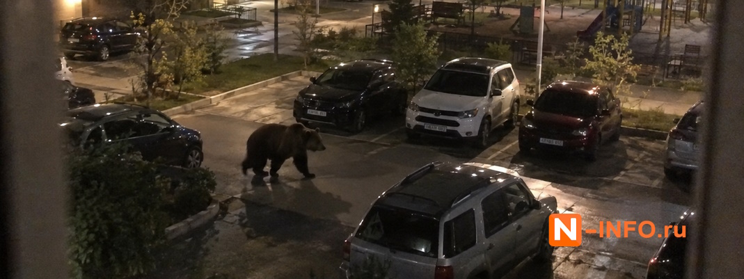 По улицам Кемерова бегает медведь: жители сняли хищника на видео