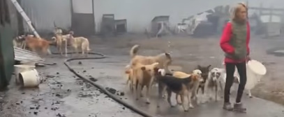 В Прокопьевске сгорел приют для бездомных животных «Остров надежды»