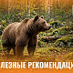 Жителям Новокузнецка напомнили правила безопасности из-за выходов медведей к посёлкам