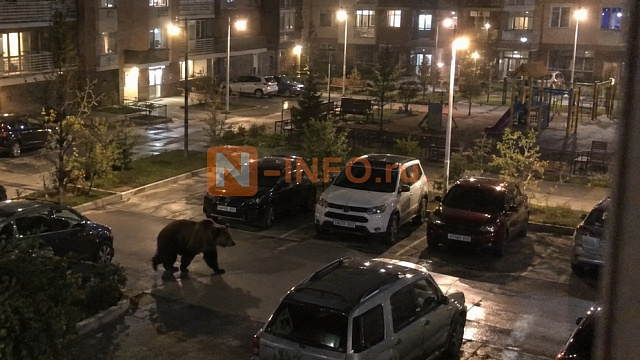 По улицам Кемерова бегает медведь: жители сняли хищника на видео