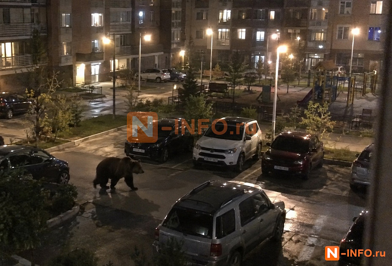 медведь в Кемерово