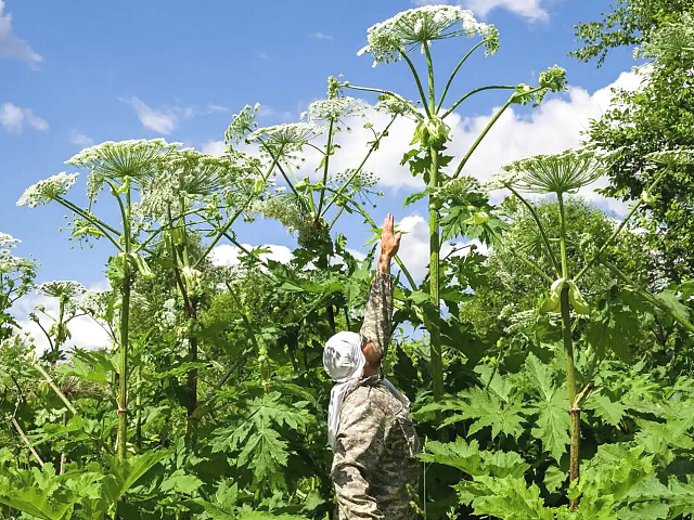Росреестр Кузбасса разъяснил дачникам риски потери участка. Захламленные или заросшие сорняками земли создают угрозу пожара для соседей.