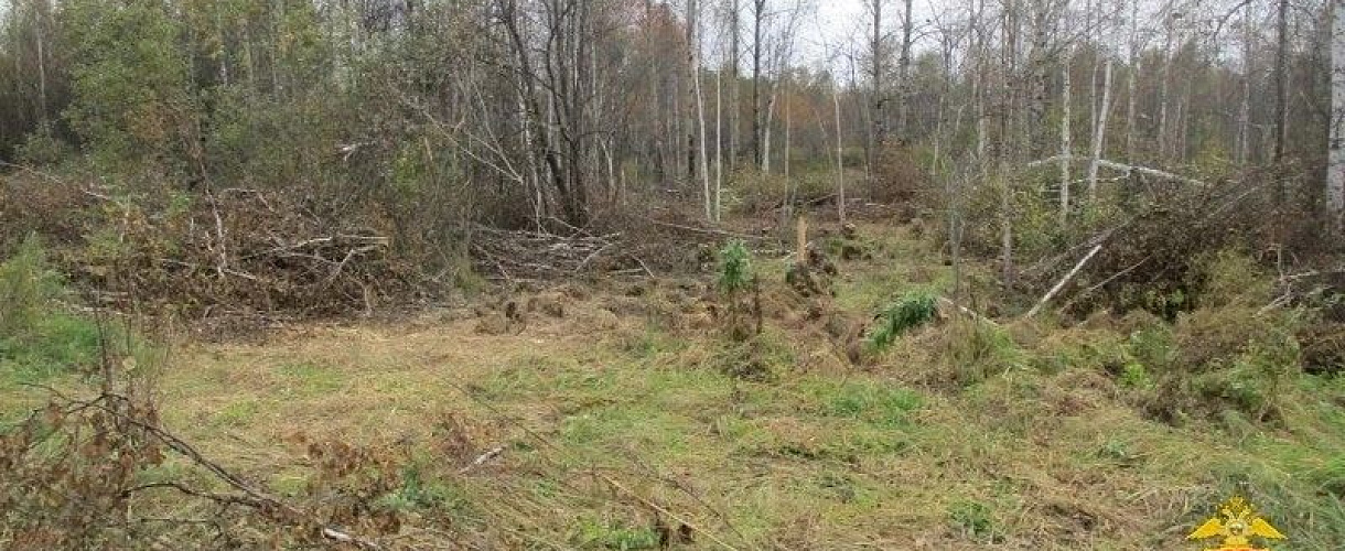 В Тяжинском округе вырубили 96 деревьев: ущерб превысил 1,2 млн рублей