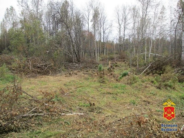 В Тяжинском округе вырубили 96 деревьев: ущерб превысил 1,2 млн рублей