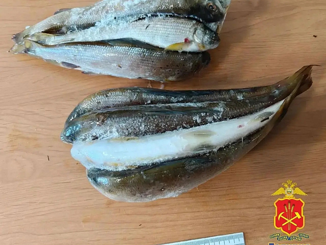 В Междуреченске рыбаки попали под уголовное дело за хариуса в нерестовый период