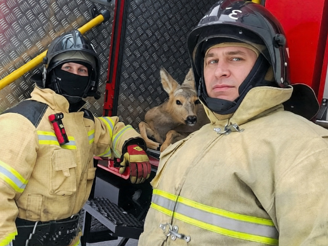 Кузбасские пожарные спасли косулю, застрявшую в заборе