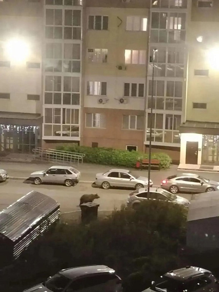 медведь бегает по Кемерово