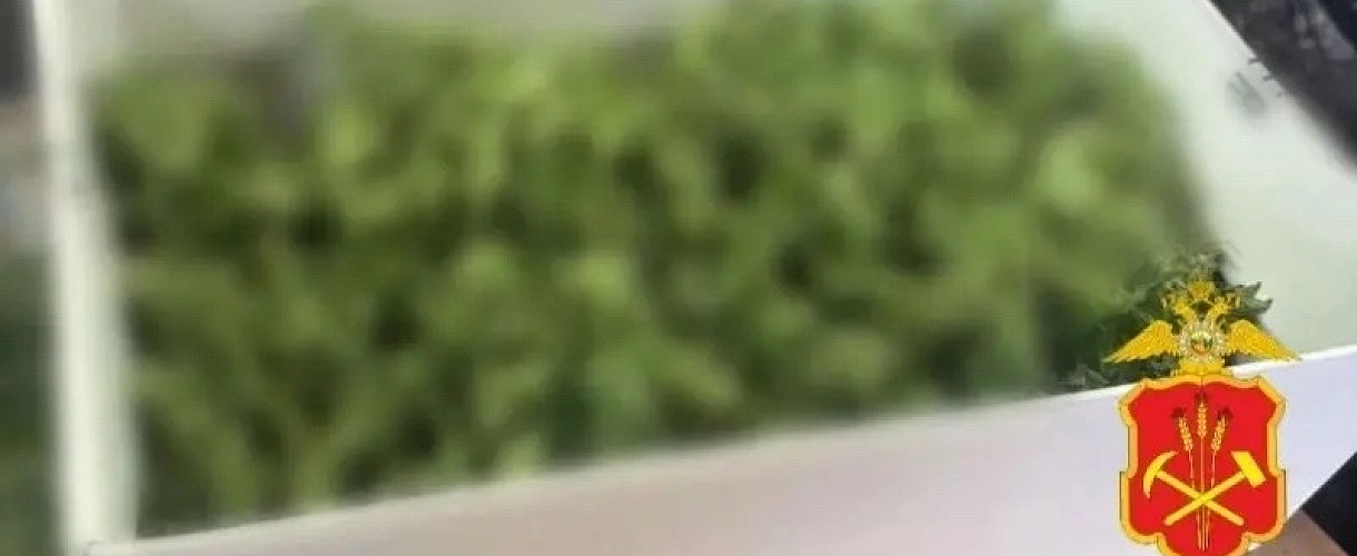 В гараже под Междуреченском полицейские нашли коноплю и 150 граммов марихуаны